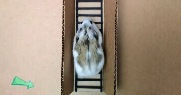 Person Shows Their Hamster Escaping A Prison In Amazing Obstacle Course Video, Captures The Hearts Of 55 Million People