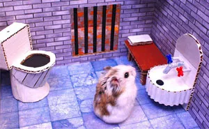 Person Shows Their Hamster Escaping A Prison In Amazing Obstacle Course Video, Captures The Hearts Of 55 Million People