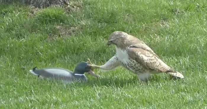 Hawk Is Completely Confused As To Why This “Duck” Isn’t Responding To Its Threats