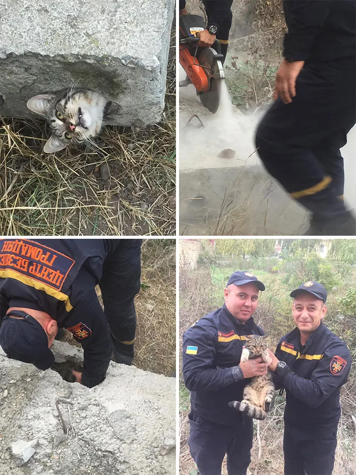 Rescatando a un gato atrapado en un bloque de cemento