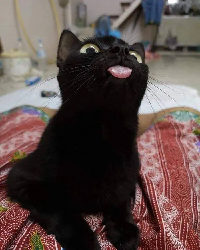 Para los que creen que los gatos negros dan mala suerte