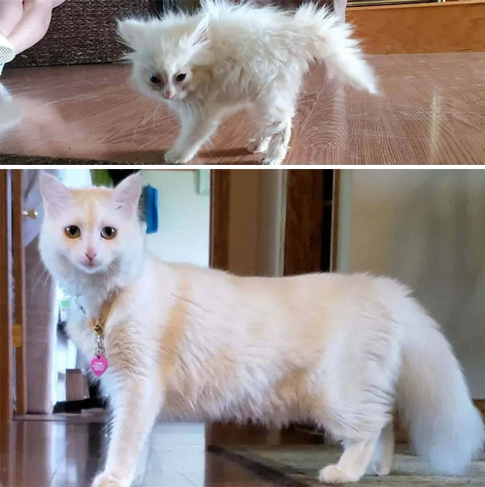 Nimbus ha crecido hasta convertirse en supermodelo