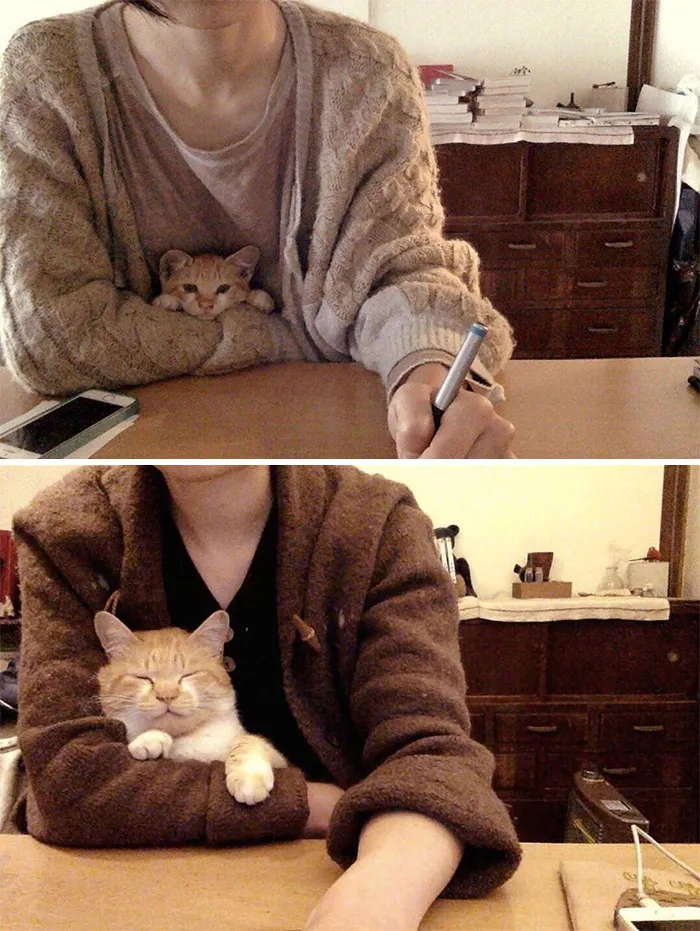 Compañero de escritorio