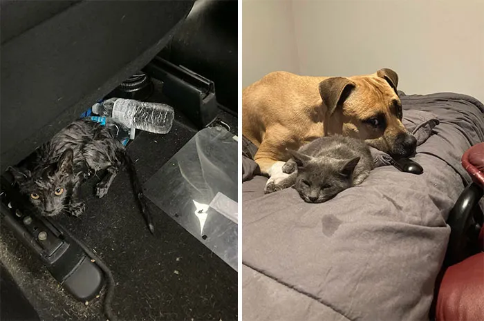 Hoy he salvado a un gato en la carretera, paré el coche y lo saqué del tráfico