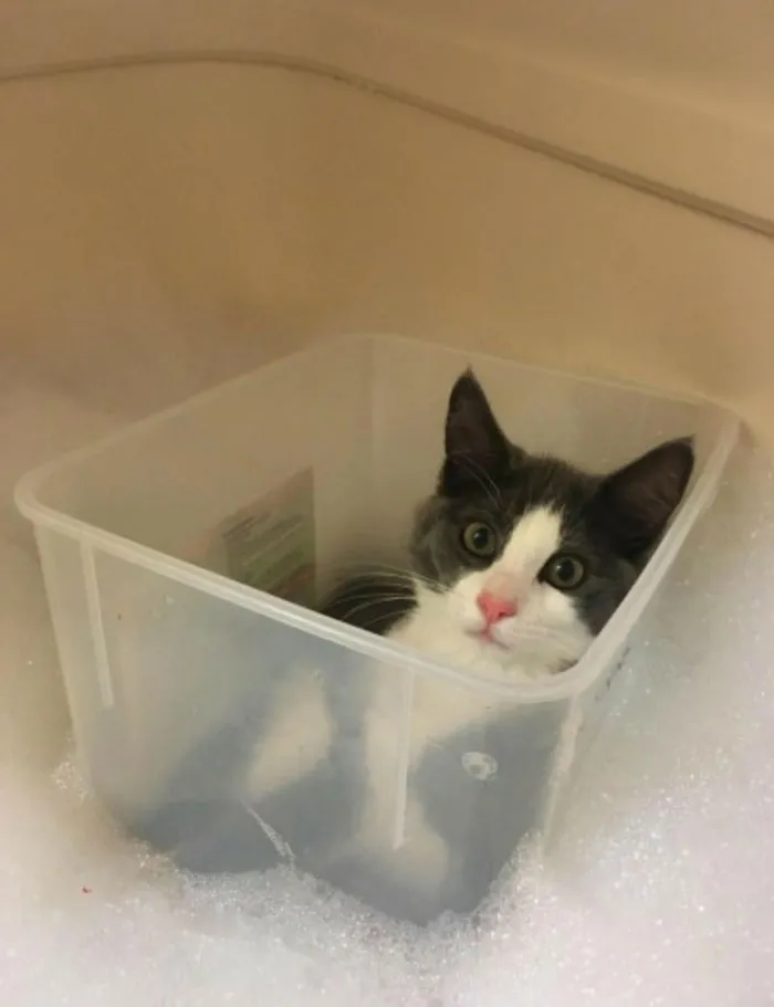 Me chilla hasta que le dejo meterse conmigo en la bañera