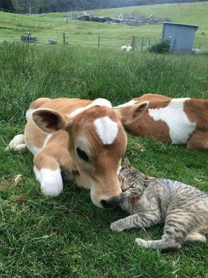 Le gustan las vacas