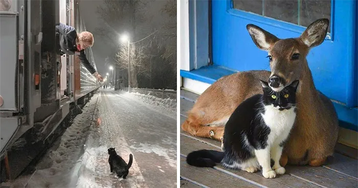 50 Of The Most Wholesome Cat Posts That Warmed Many People's Hearts
