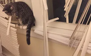 50 Animals Who Decided To Destroy Something Just Because They Can And Got Caught Red-Handed