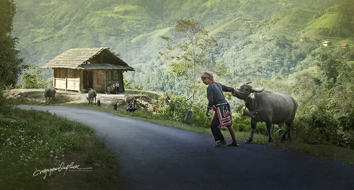 My 29 Pictures That Show The Relationship Between Buffalos And Vietnamese Farmers