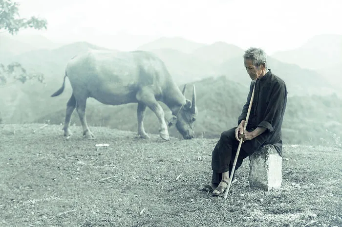 My 29 Pictures That Show The Relationship Between Buffalos And Vietnamese Farmers
