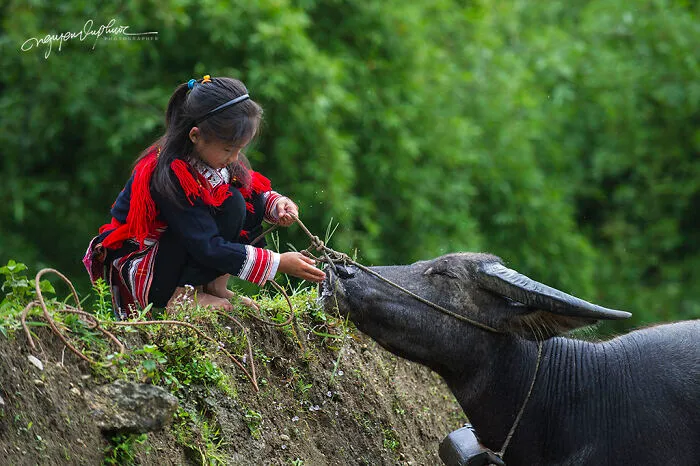 My 29 Pictures That Show The Relationship Between Buffalos And Vietnamese Farmers