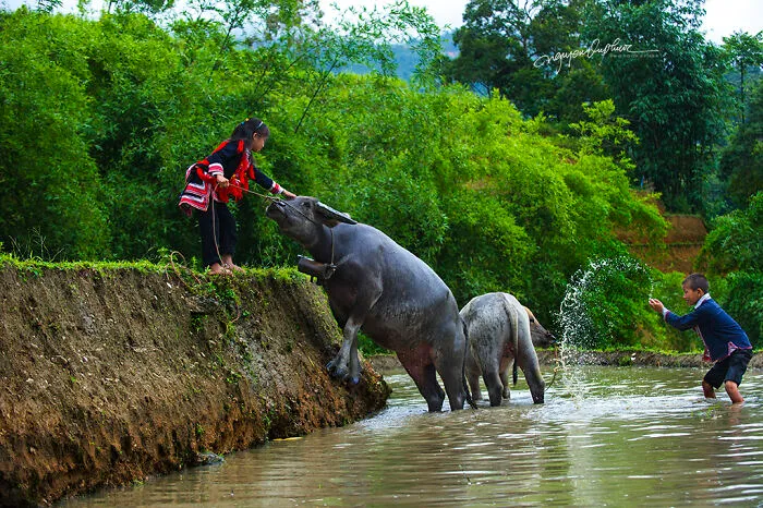 My 29 Pictures That Show The Relationship Between Buffalos And Vietnamese Farmers