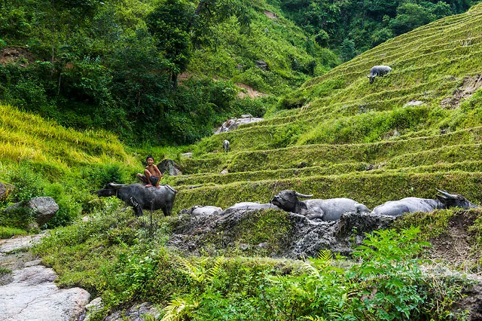 My 29 Pictures That Show The Relationship Between Buffalos And Vietnamese Farmers