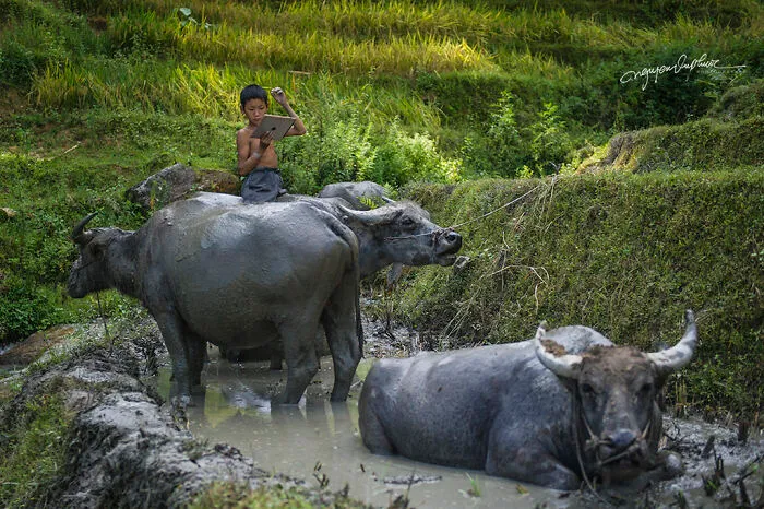 My 29 Pictures That Show The Relationship Between Buffalos And Vietnamese Farmers