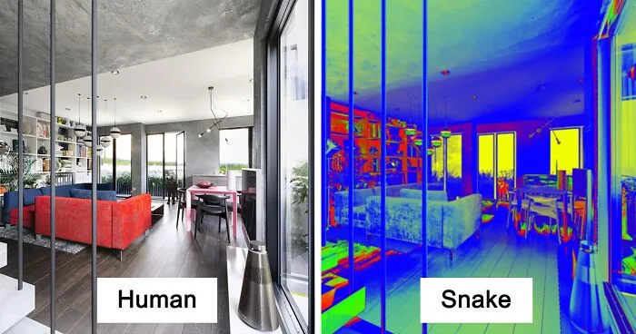 Here's How These 7 Pets See The World Around Them