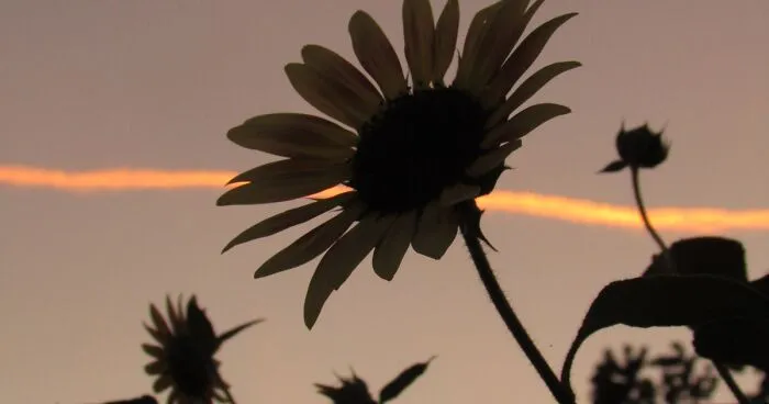 I Am A 12-Year-Old Who Just Wants To Spread Joy With My Photography