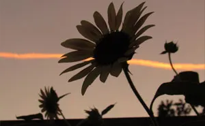 I Am A 12-Year-Old Who Just Wants To Spread Joy With My Photography
