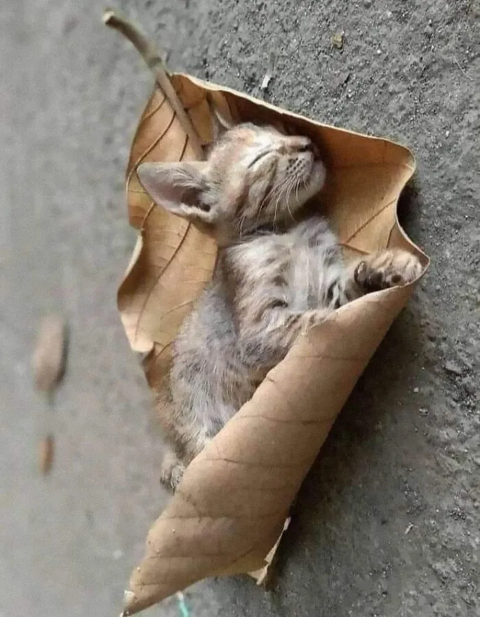 Suspect Attempted Camouflage