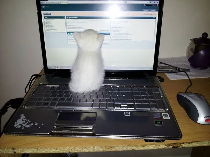 Tiny Hacker Commits Cyber Crimes
