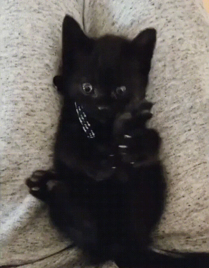 Gatito descubriendo que tiene pies