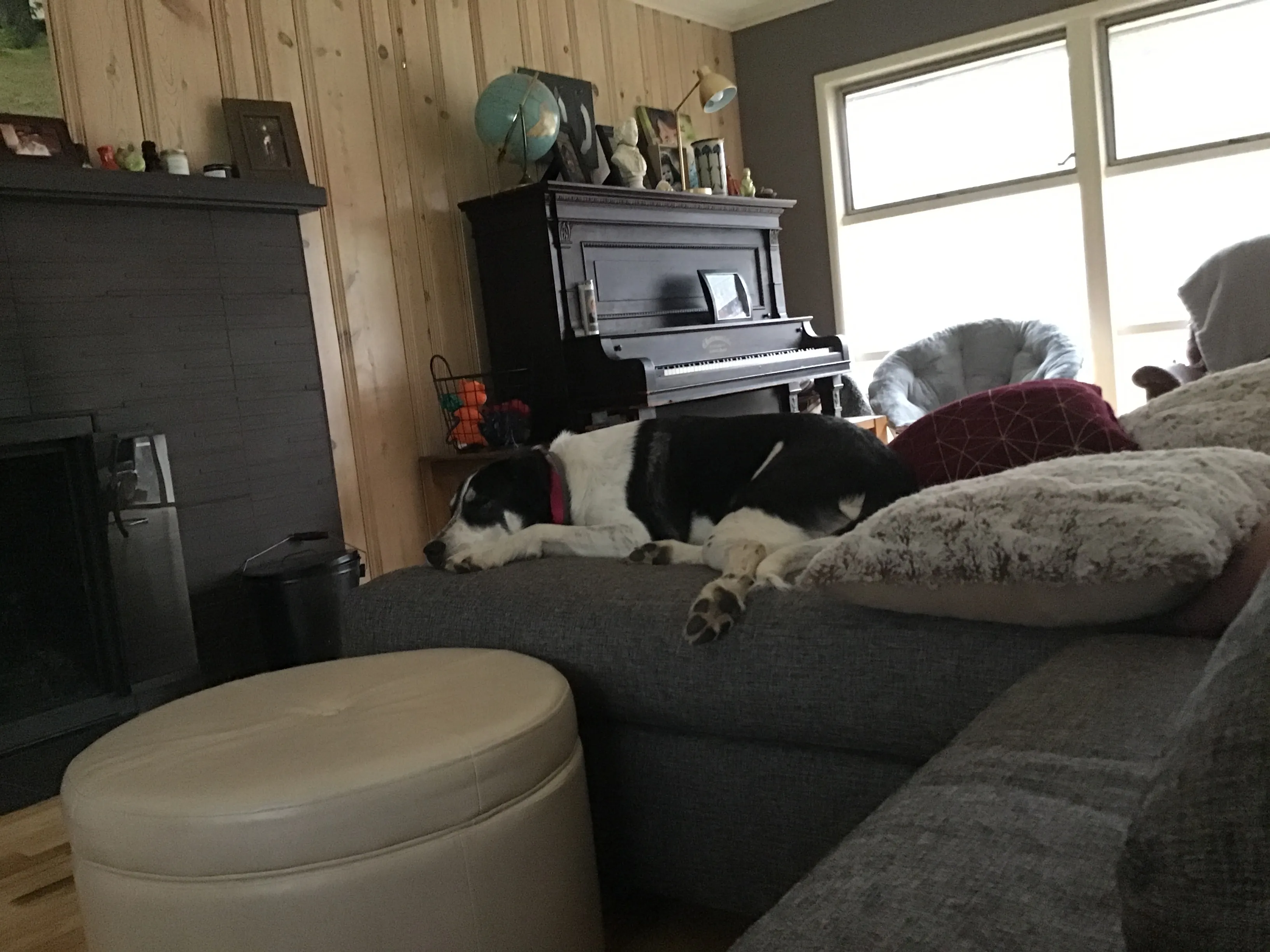Dog
