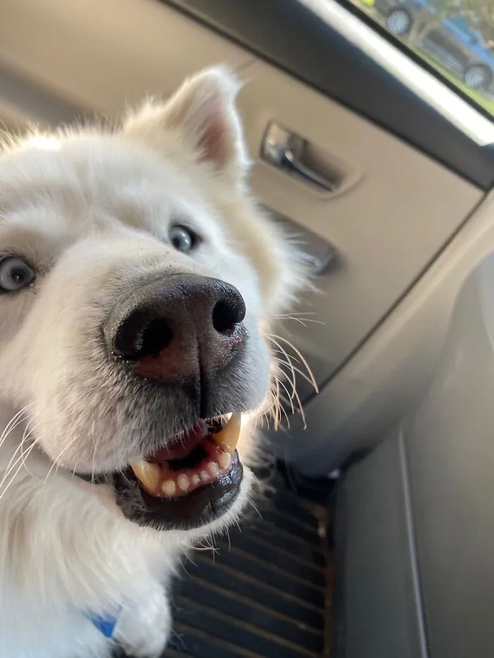 Derpety Doo Da