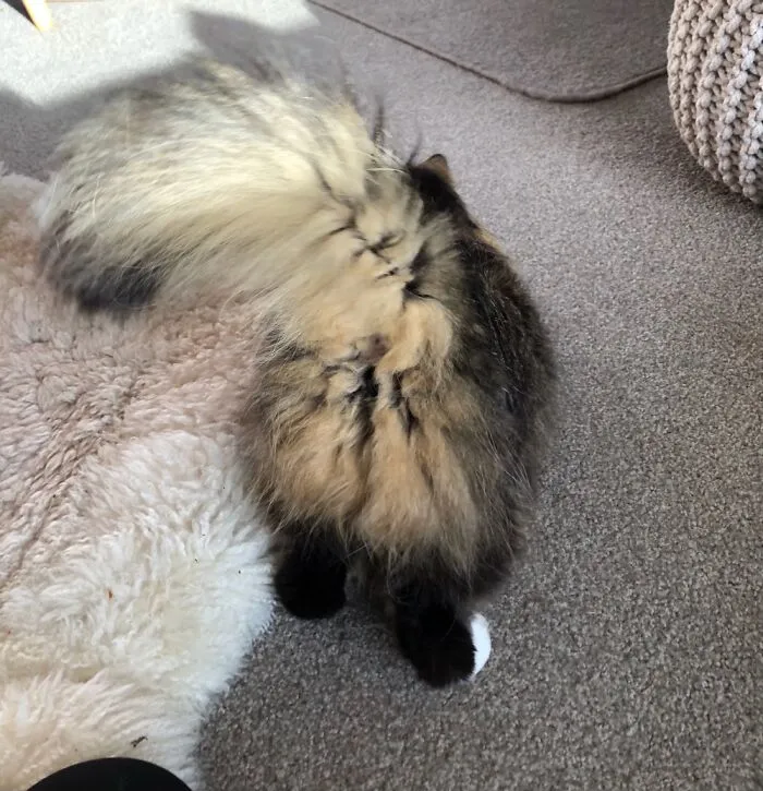 Sparrow Forgot What She Was Doing Halfway Through Lying Down.