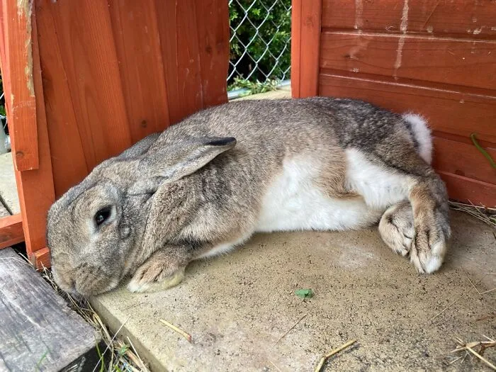 Biscuit.
