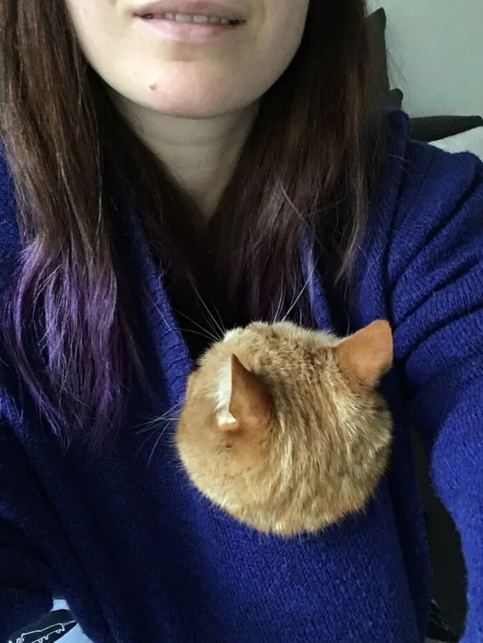 Working From Home With My Cat Is Always Like This :)