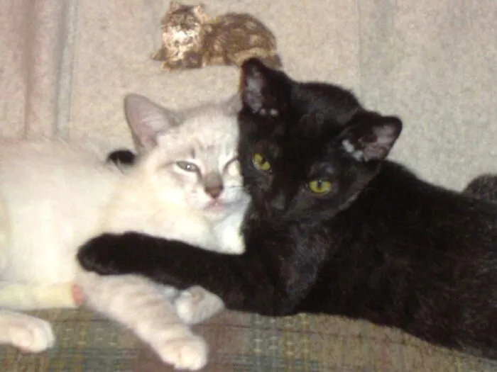 Best Pals Wendy And Ziva (Rip)