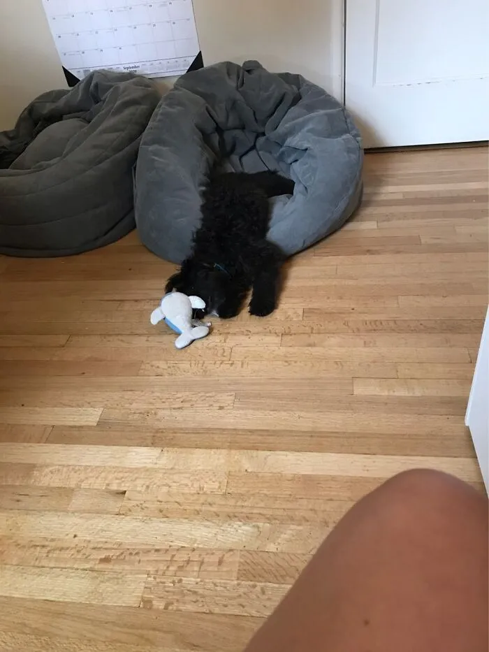 When My Dog Lies On The Beanbag He Drops His Toy And Is Too Lazy To Just Get Up And Get It Lol