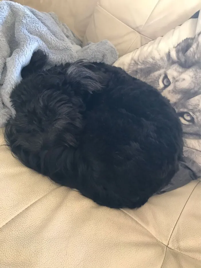 My Lil Boi