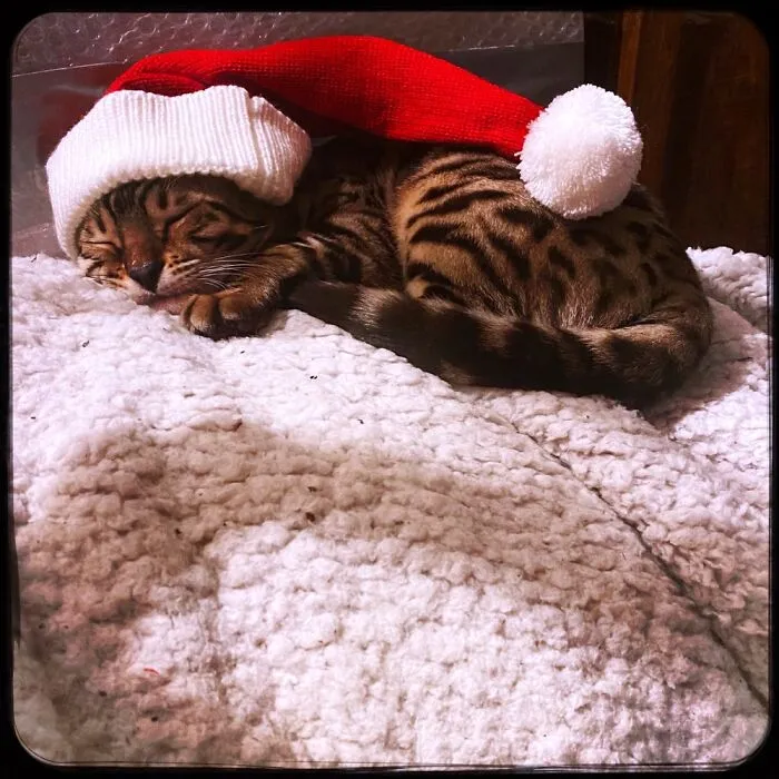 Tum-Tum At Christmas