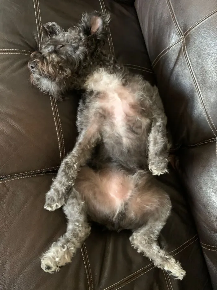 Jax