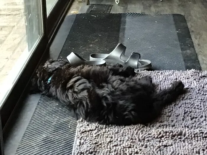 Snuggling Up With A Sandal