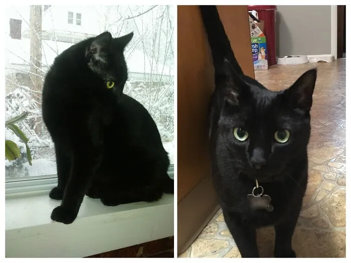 Sir Arthur Guinness, King Of The Britains, 2011 vs. 2016 (Couldn't Find A Good Pic Of Him From 2020)