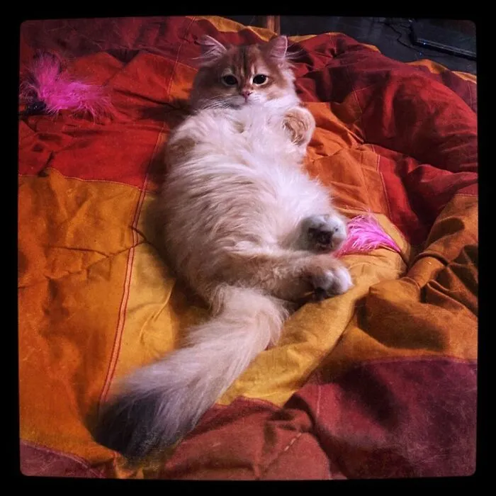 Posing For His Tinder Profile
