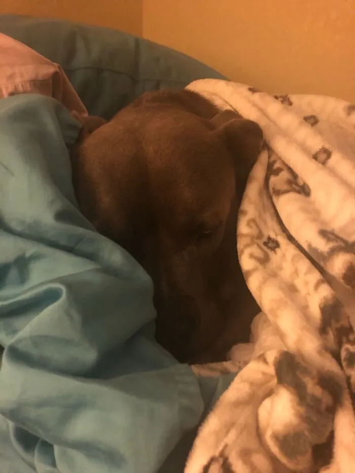My Sweet Boy Thor. He’s A Tad Bit Spoiled