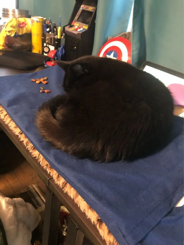 Soon To Be 18 Years Old In March.  She Gets Her Own Heating Pad On The Desk To Sleep On.
