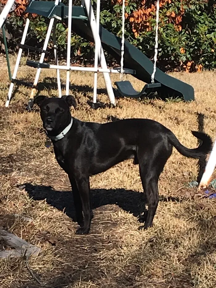 Oh Just Odie Chasing Squirrels And Givin Me The Stink Eye