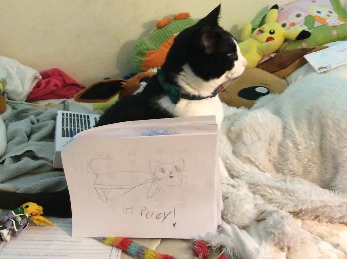 My Cat Percy!