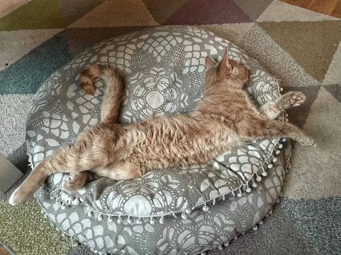The Puuurrfect Position
