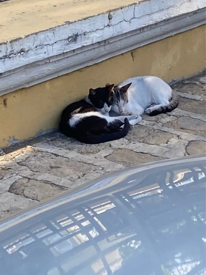 Sweet Kitties 😍
