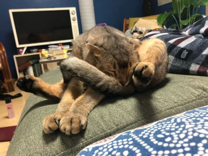 This Is Makoli. He Is Part Scottish Fold. The “Fold” Applies To More Than Just His Ears.