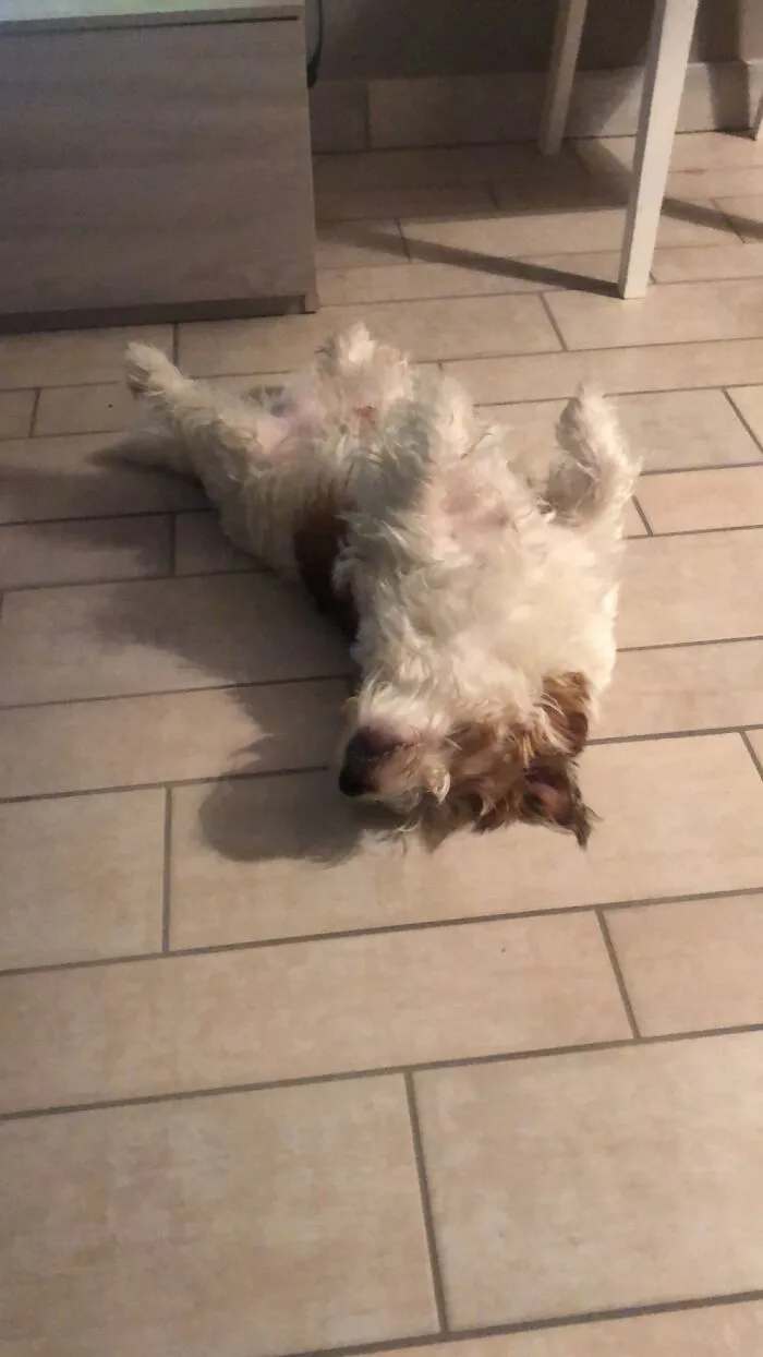 Top Relax Woody