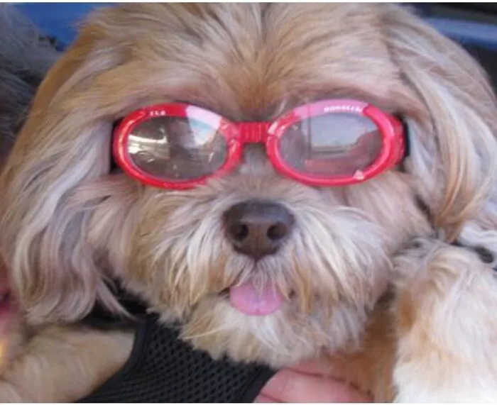 #7 Real Life Ewok