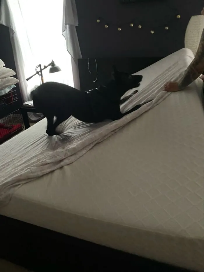 Every Time I Charge Sheets He Gets Super Excited And I Have No Idea Why 🤷🏻♀️😆