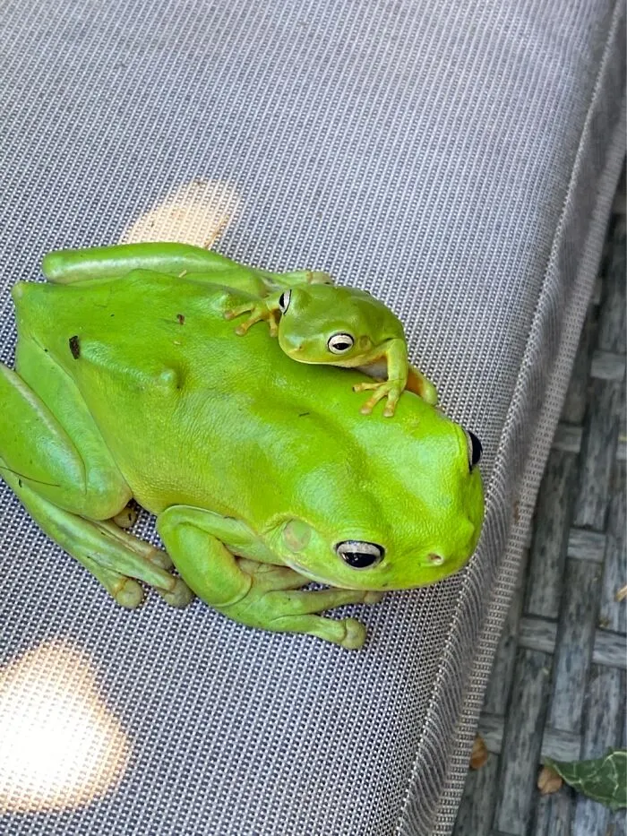 Frogging Around