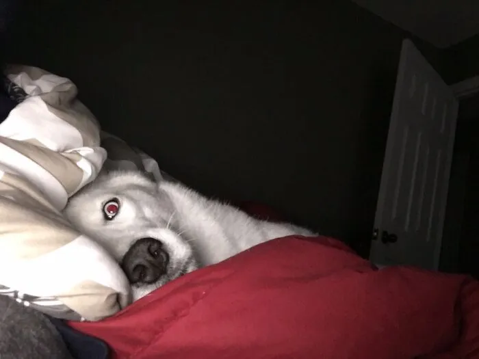 No Flash Please!