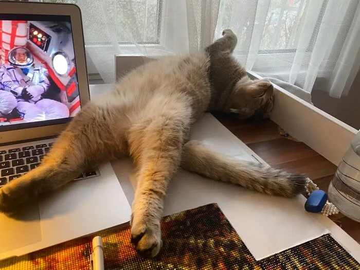 This Is Theo, He Sleeps Crazy :)